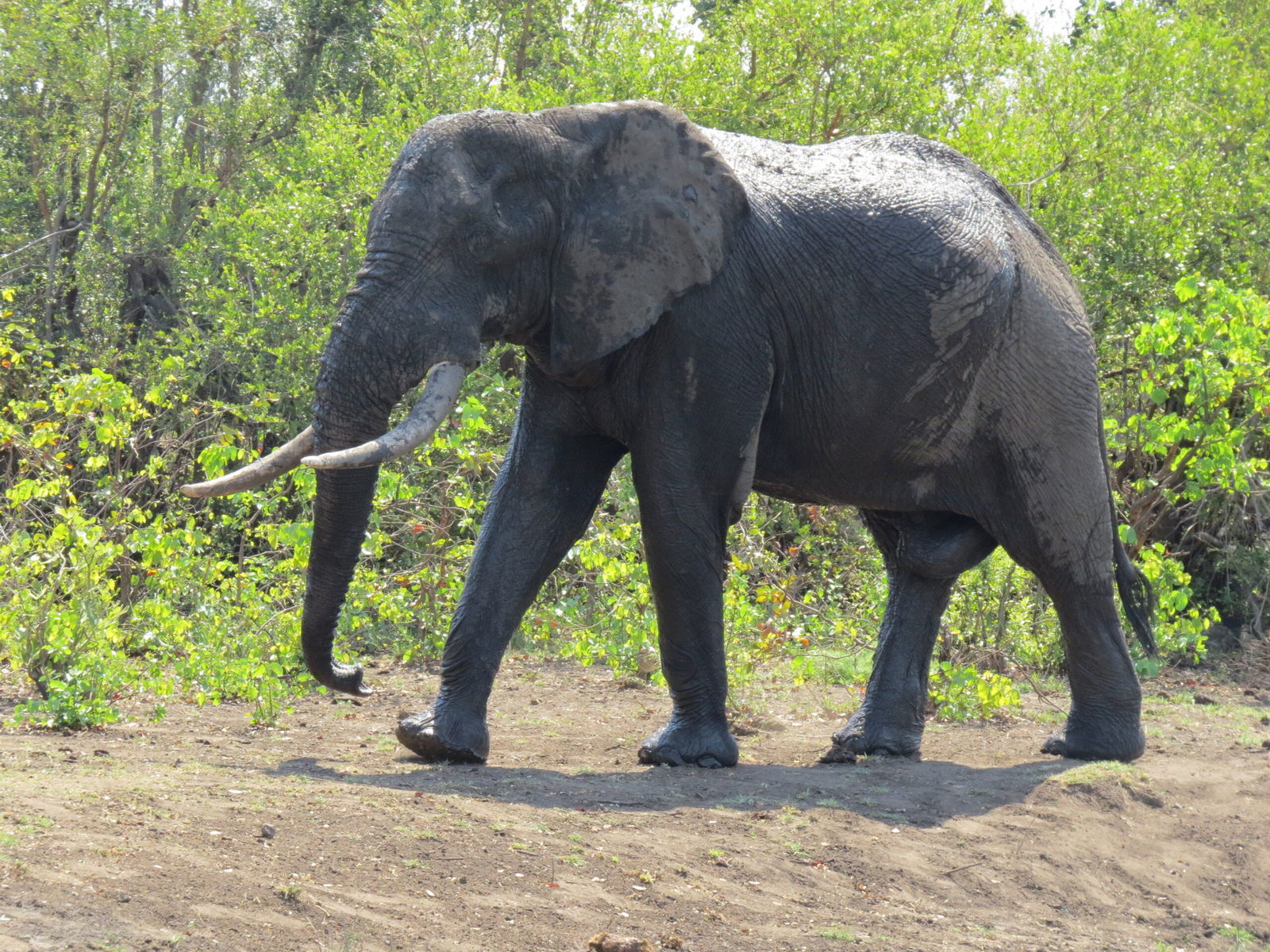 Elephant Tusks Poachers
