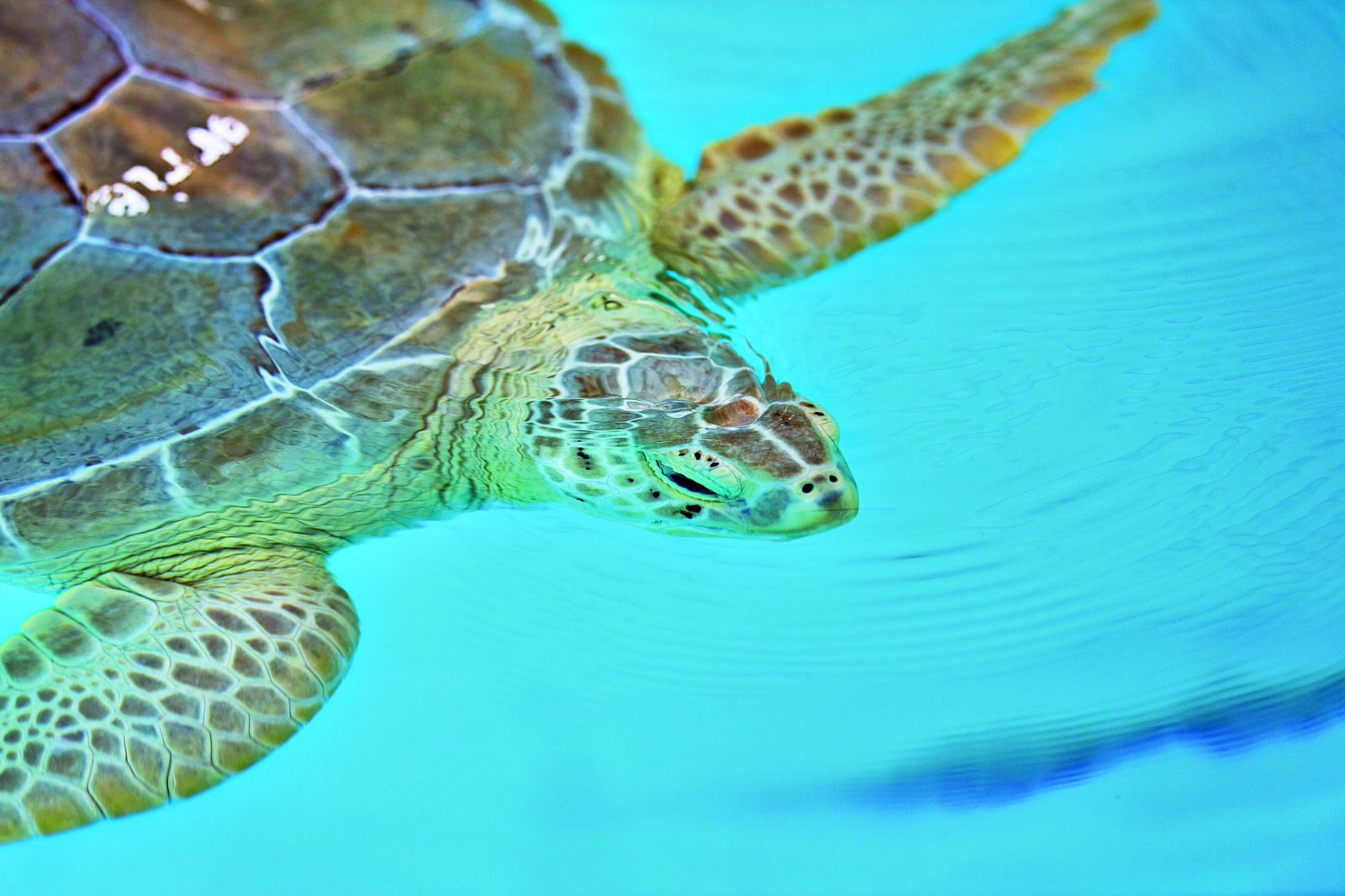 Marathon Key Sea Turtle