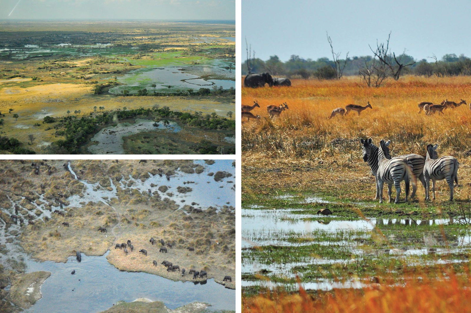 Moremi Game Reserve