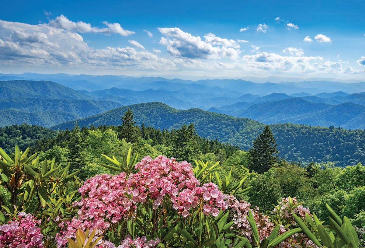 Flowers and trees in the foreground of a scene of the mountains surrounding Asheville North Carolina